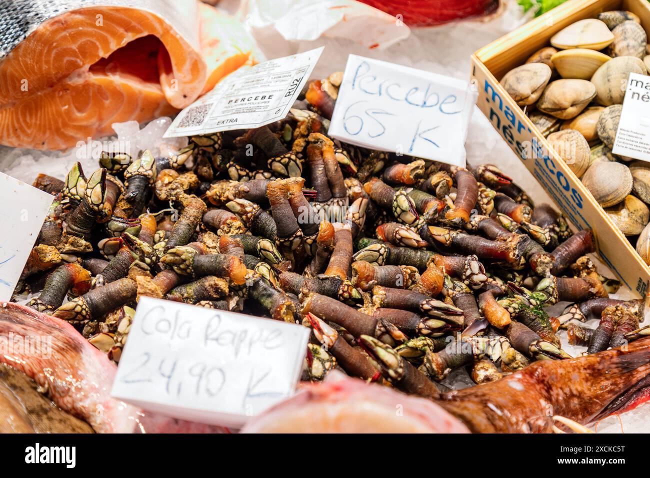 Percebes o Barnacles dell'oca, mercato la Boqueria - Mercat Boqueria Barcelona, Catalogna, Spagna. Foto Stock