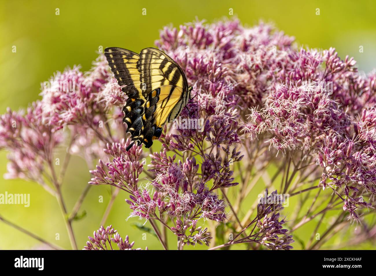 Il giallo orientale Swallowtail è nativo di Butterfly al Nord America orientale, insetto di stato della Virginia. Foto Stock