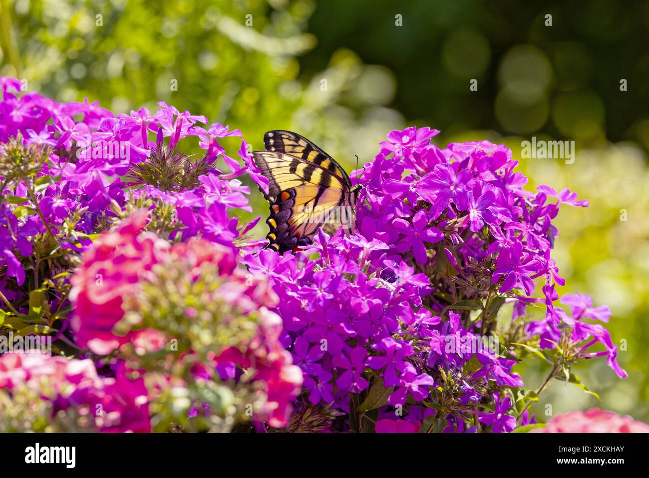 Il giallo orientale Swallowtail è nativo di Butterfly al Nord America orientale, insetto di stato della Virginia. Foto Stock