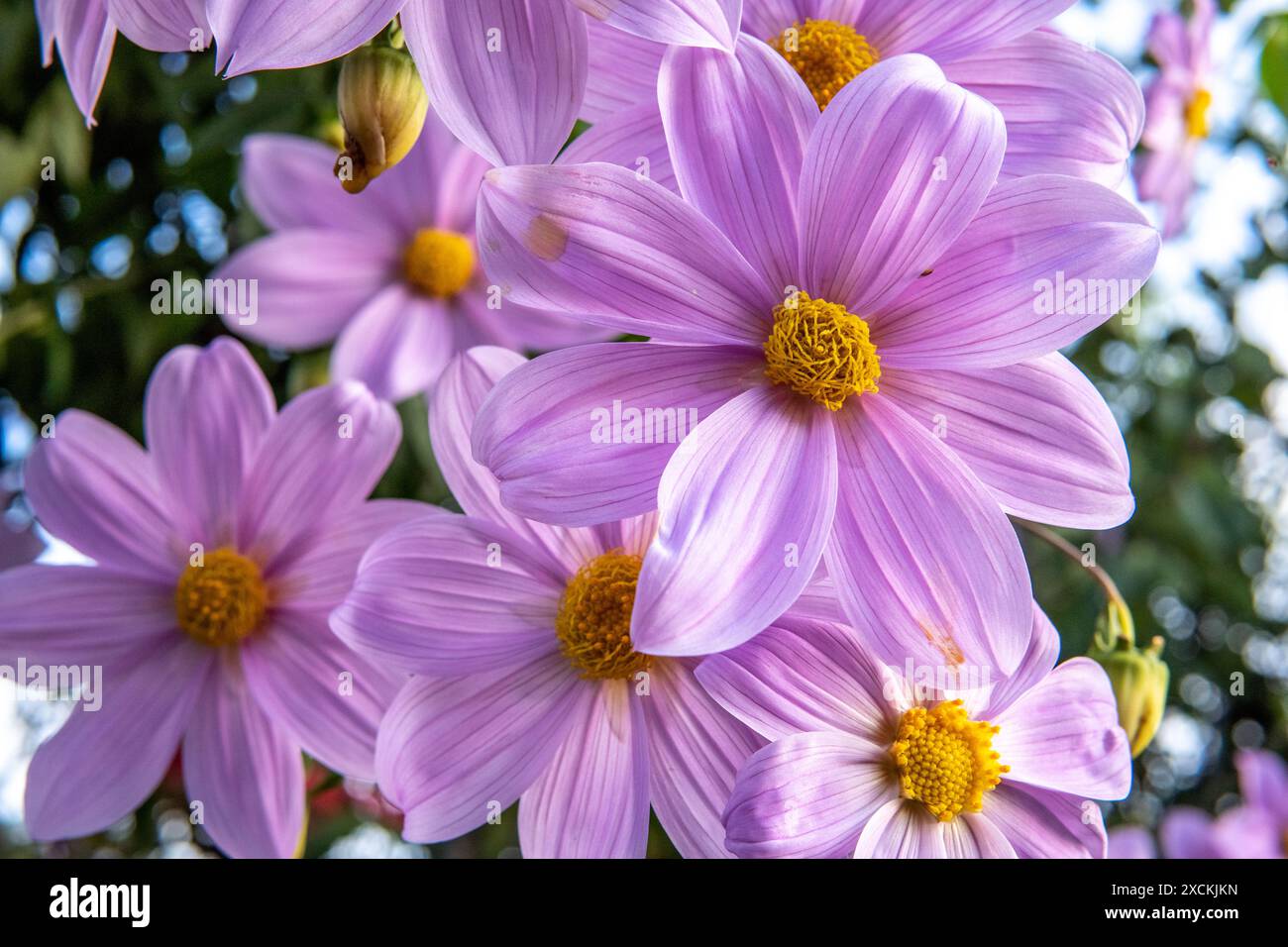 Dalia Catalina (Dahlia imperialis) a Huehuetenango Guatemala Foto Stock