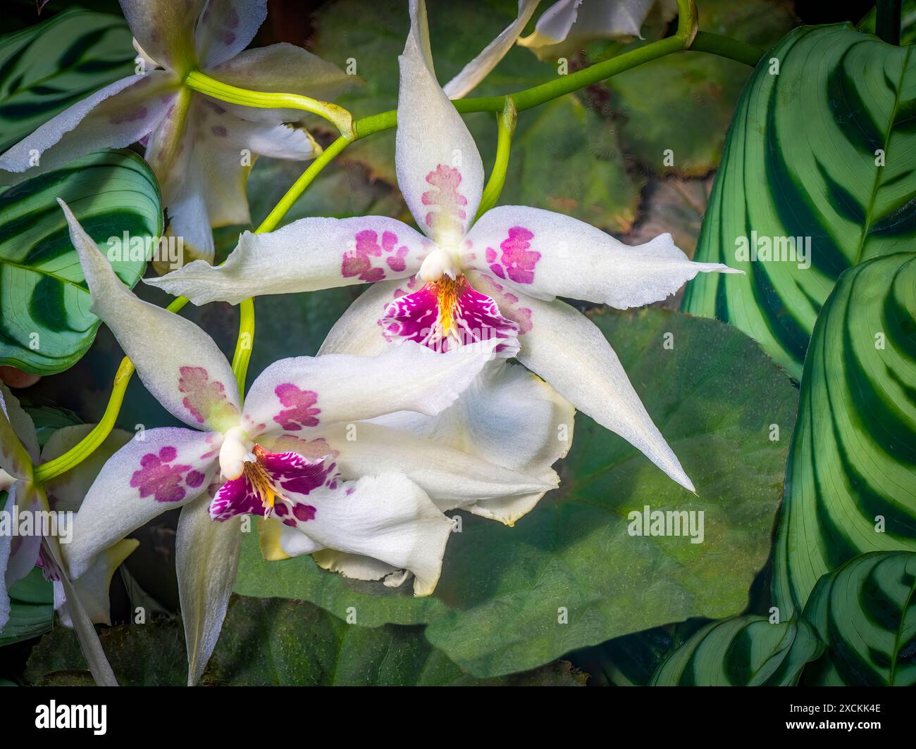 Orchidee in fiore bianche e rosa Foto Stock