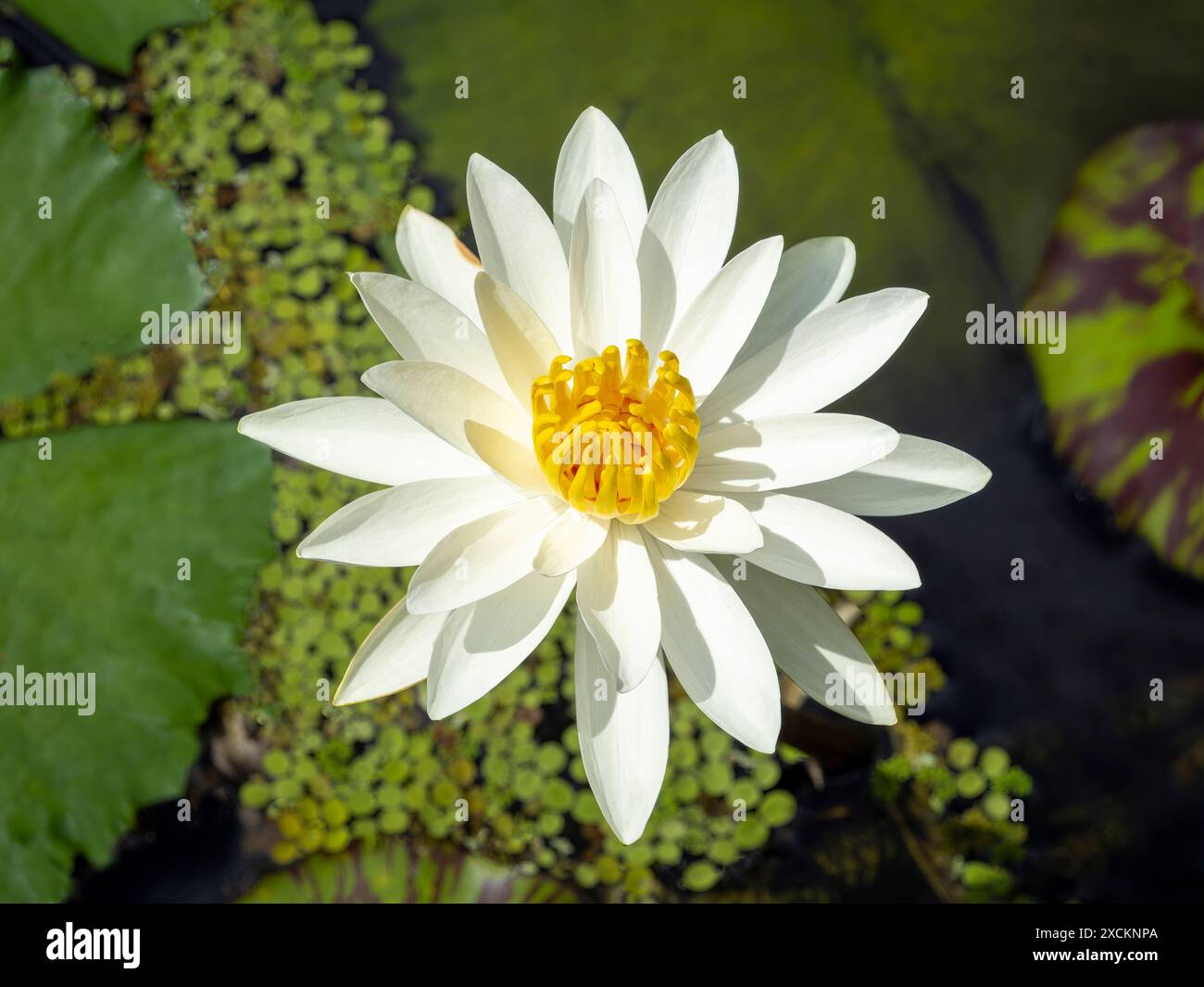 Fiore di loto in fiore bianco Foto Stock