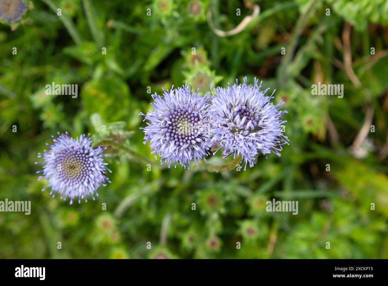 La punta di pecora di Scabius (Jasione montana) è fiorita sul sentiero costiero a Lizard Point, in Cornovaglia Foto Stock