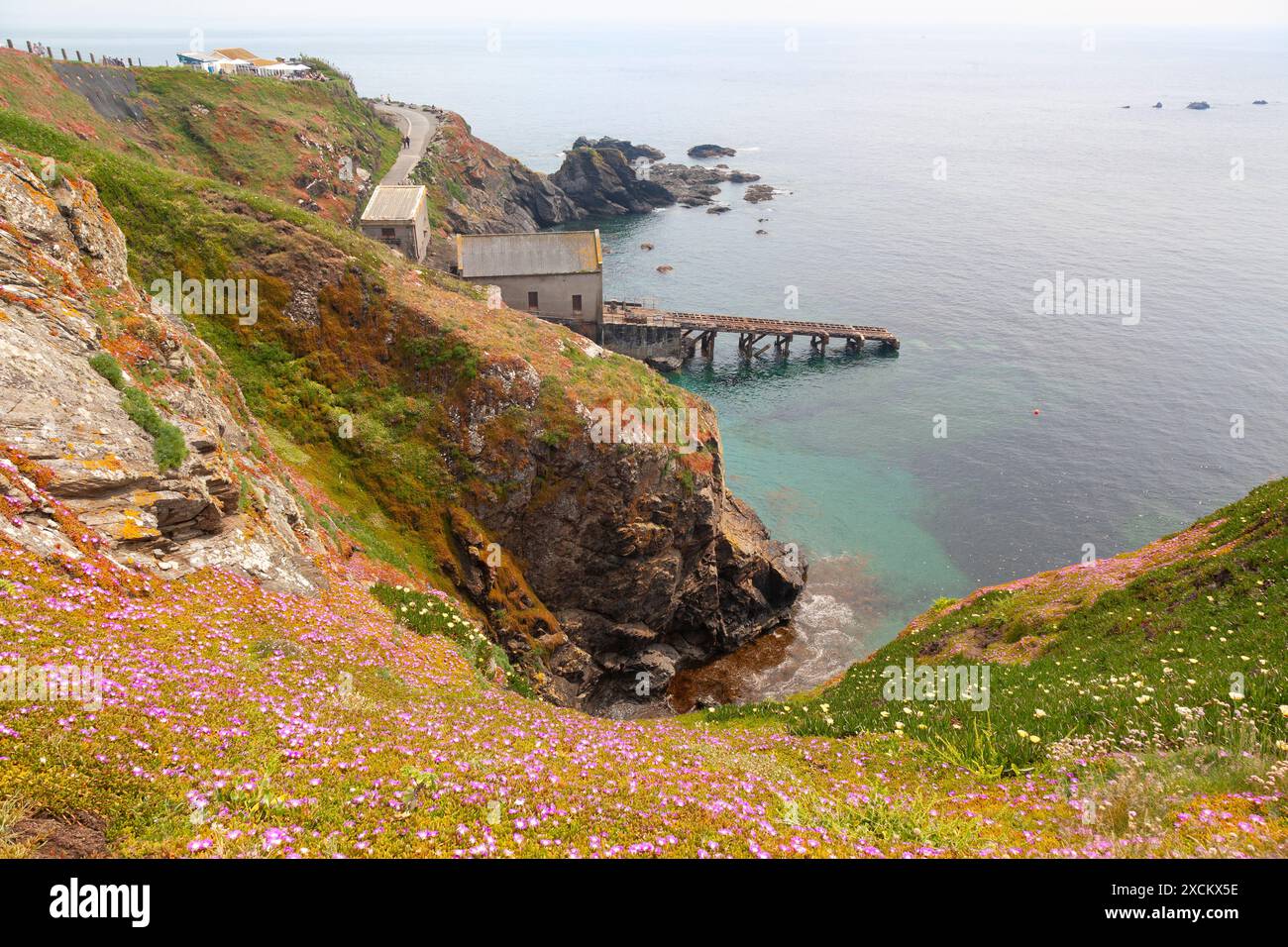 Fiori selvatici sulla costa che circonda Lizard Lifeboat Station; Cornovaglia Foto Stock