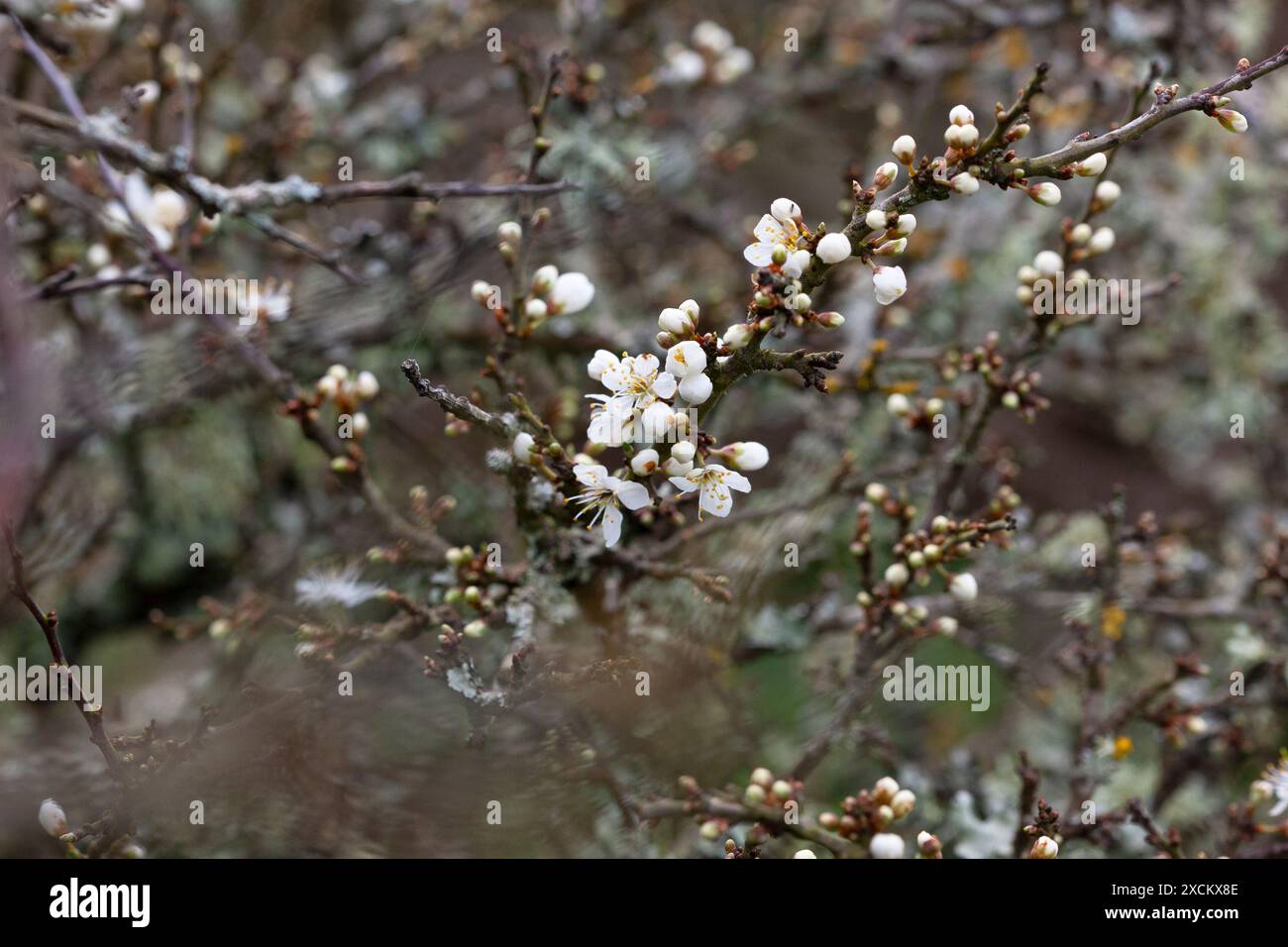 Fiori di blackthorn in fiore (Prunus spinosa) Foto Stock