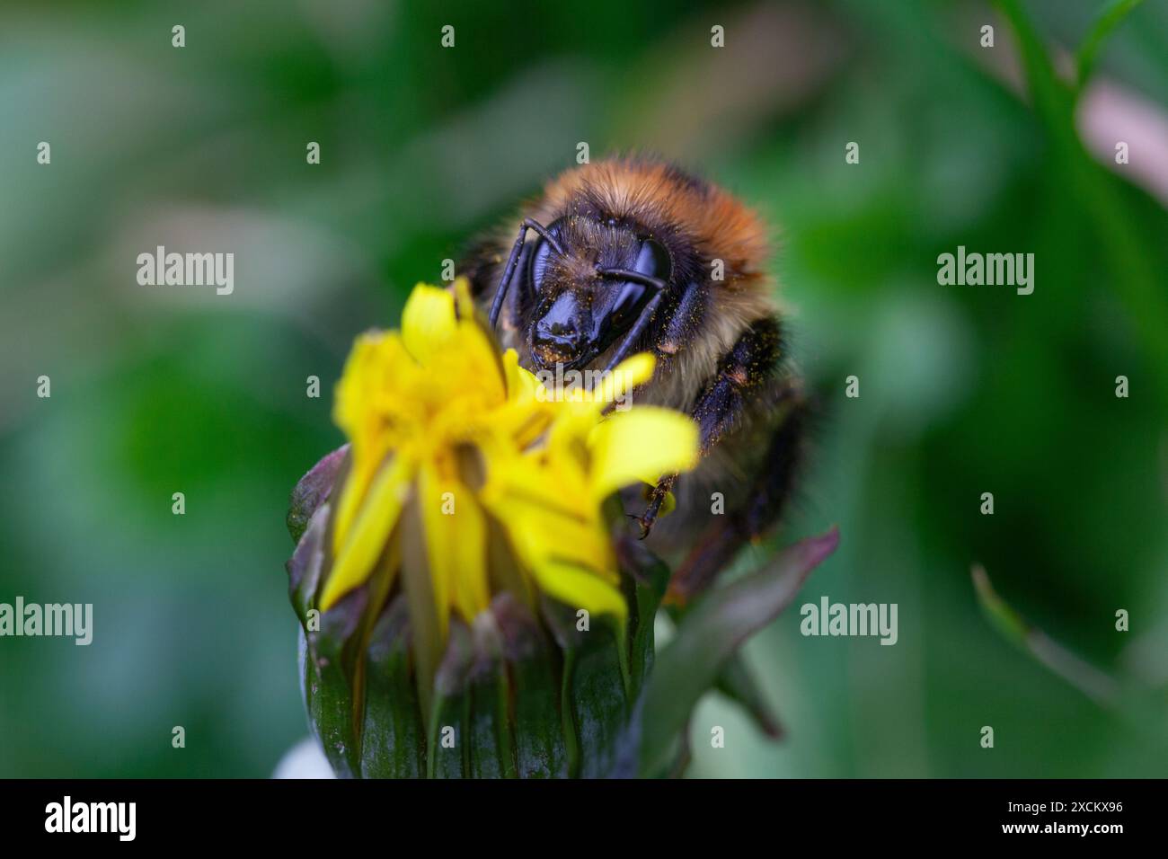 Common Carder Bee (Bombus pascuorum), The Lizard, Cornovaglia, Regno Unito Foto Stock