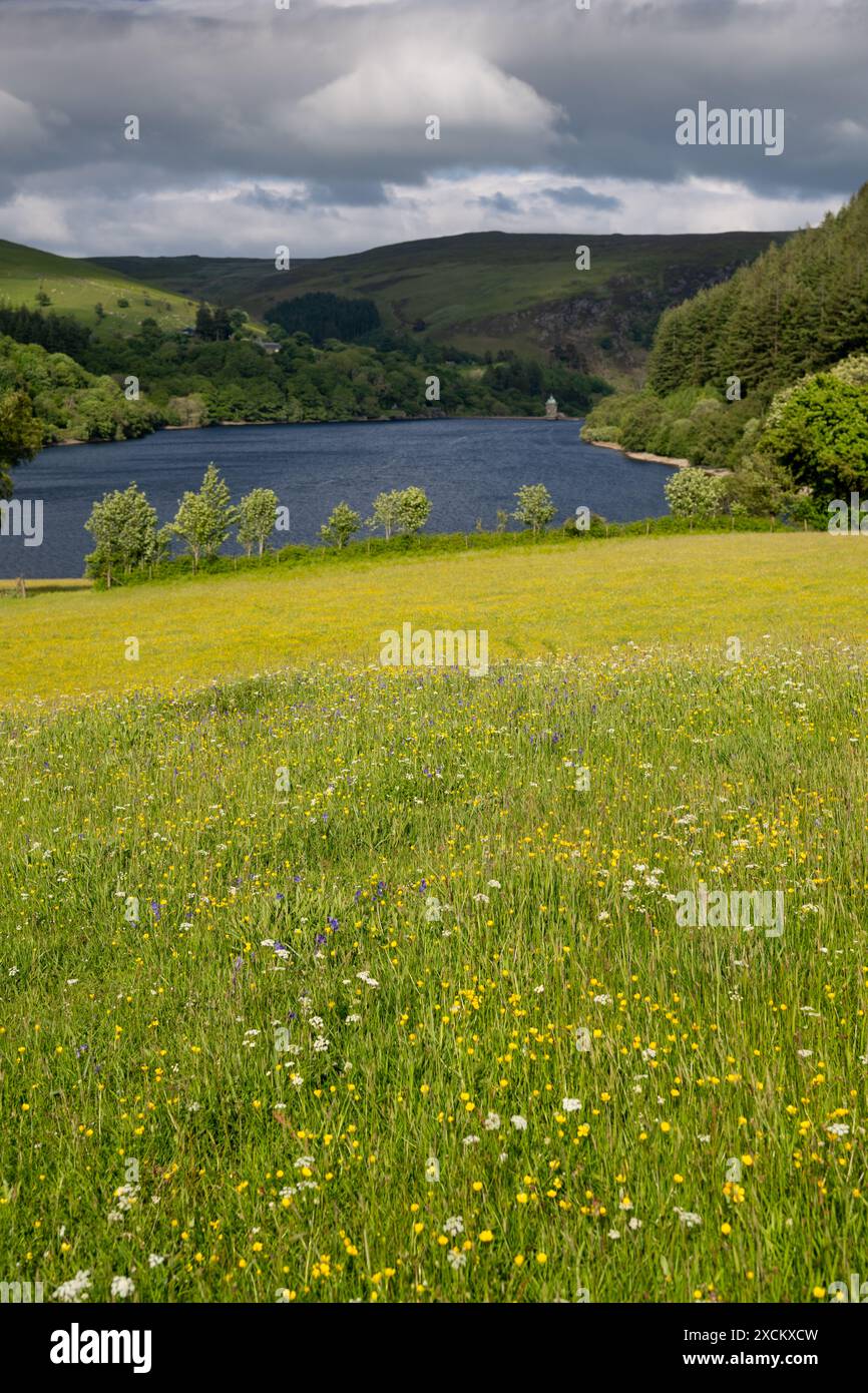 Prato di fiori selvatici sulle rive del Penygarreg Reservoir nella Elan Valley, Galles, che fornisce acqua a Birmingham nelle Midlands, Regno Unito. Foto Stock