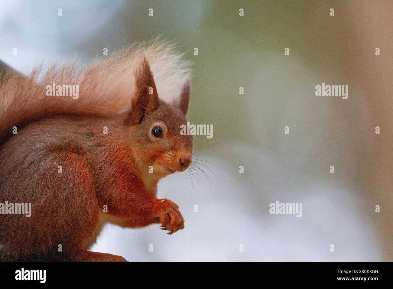 Scoiattolo rosso eurasiatico (Sciurus vulgaris) nel bosco scozzese Foto Stock