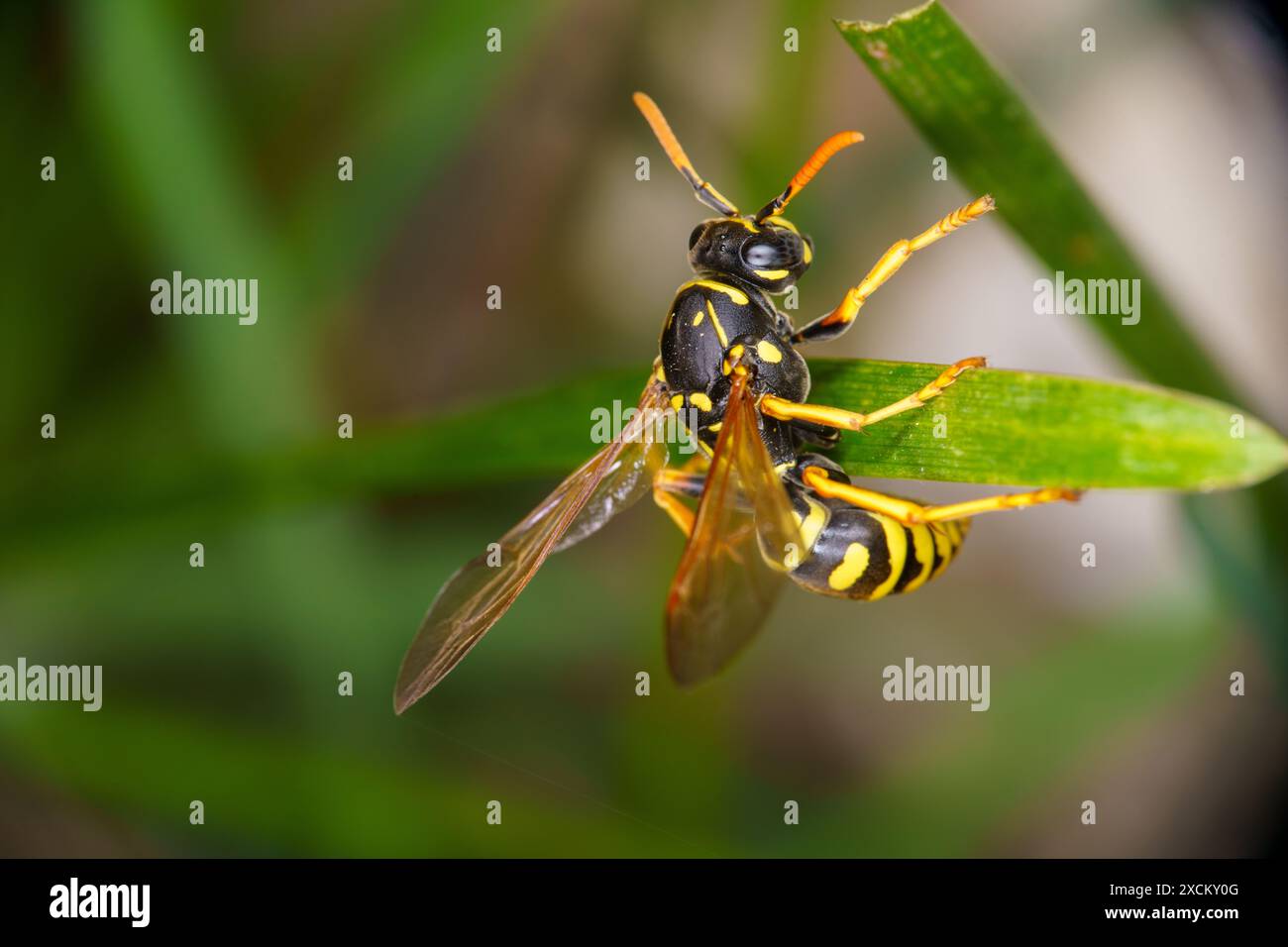 Polistes dominula Family Vespidae Genus Polistes carta da parati europea vespa natura selvaggia insetti Foto Stock