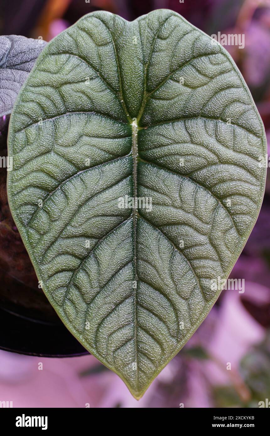 Primo piano della foglia verde testurizzata di Alocasia Melo Foto Stock