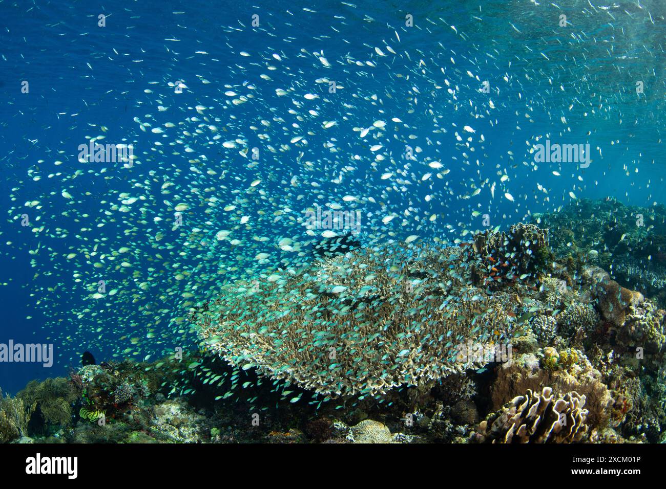 Orde di cromi blu-verdi sopra un grande corallo vicino ad Alor, Indonesia. Questa bellissima regione ospita una straordinaria biodiversità marina. Foto Stock