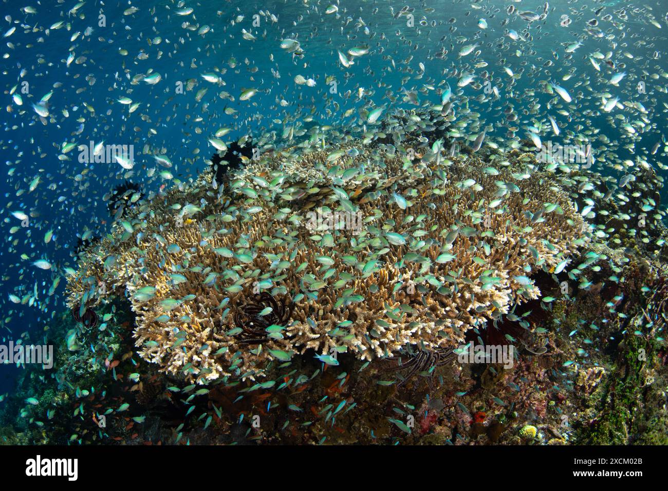 Orde di cromi blu-verdi sopra un grande corallo vicino ad Alor, Indonesia. Questa bellissima regione ospita una straordinaria biodiversità marina. Foto Stock