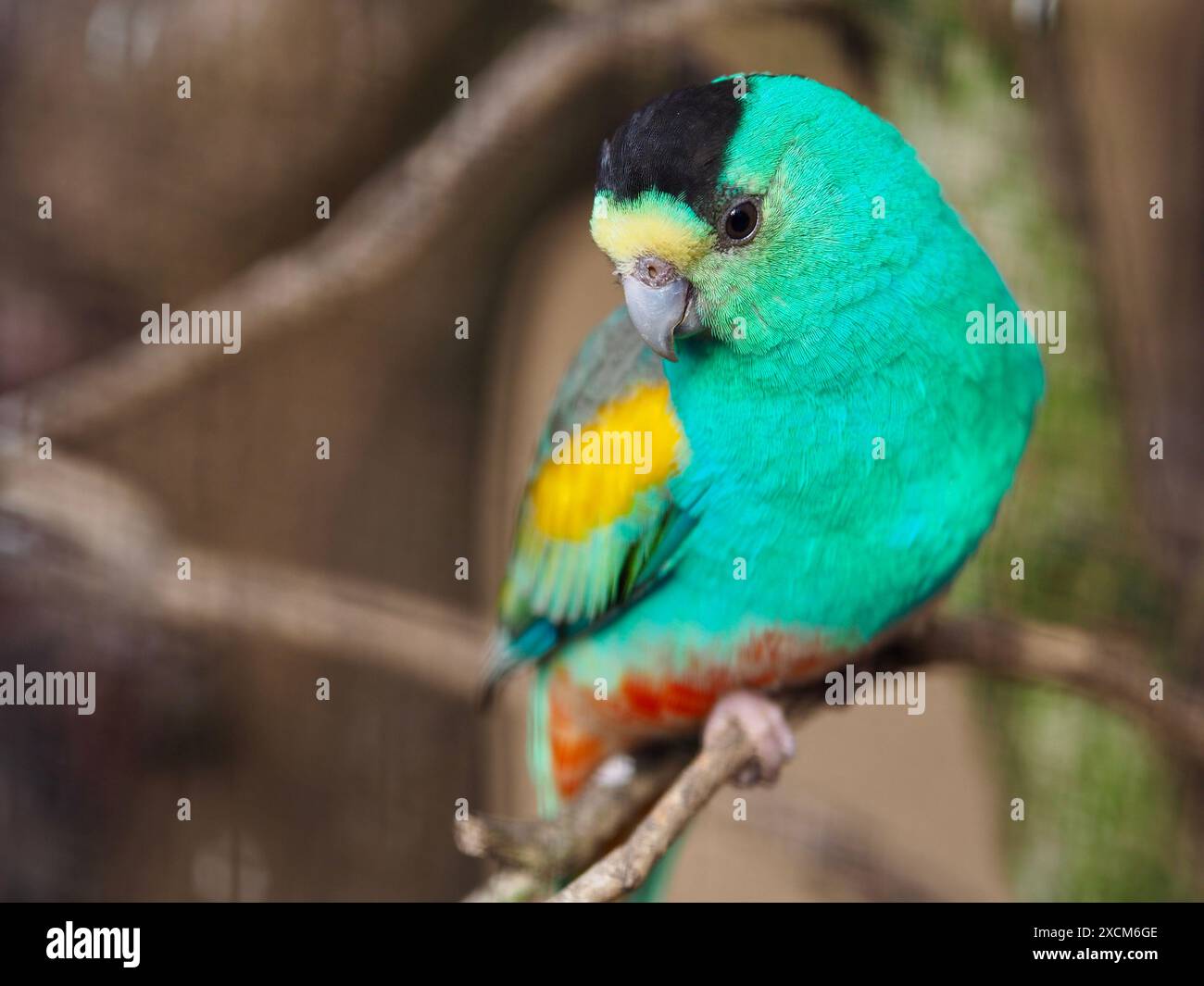 Incantevole carismatico pappagallo maschile dalle spalle dorate in una bellezza eccezionale. Foto Stock
