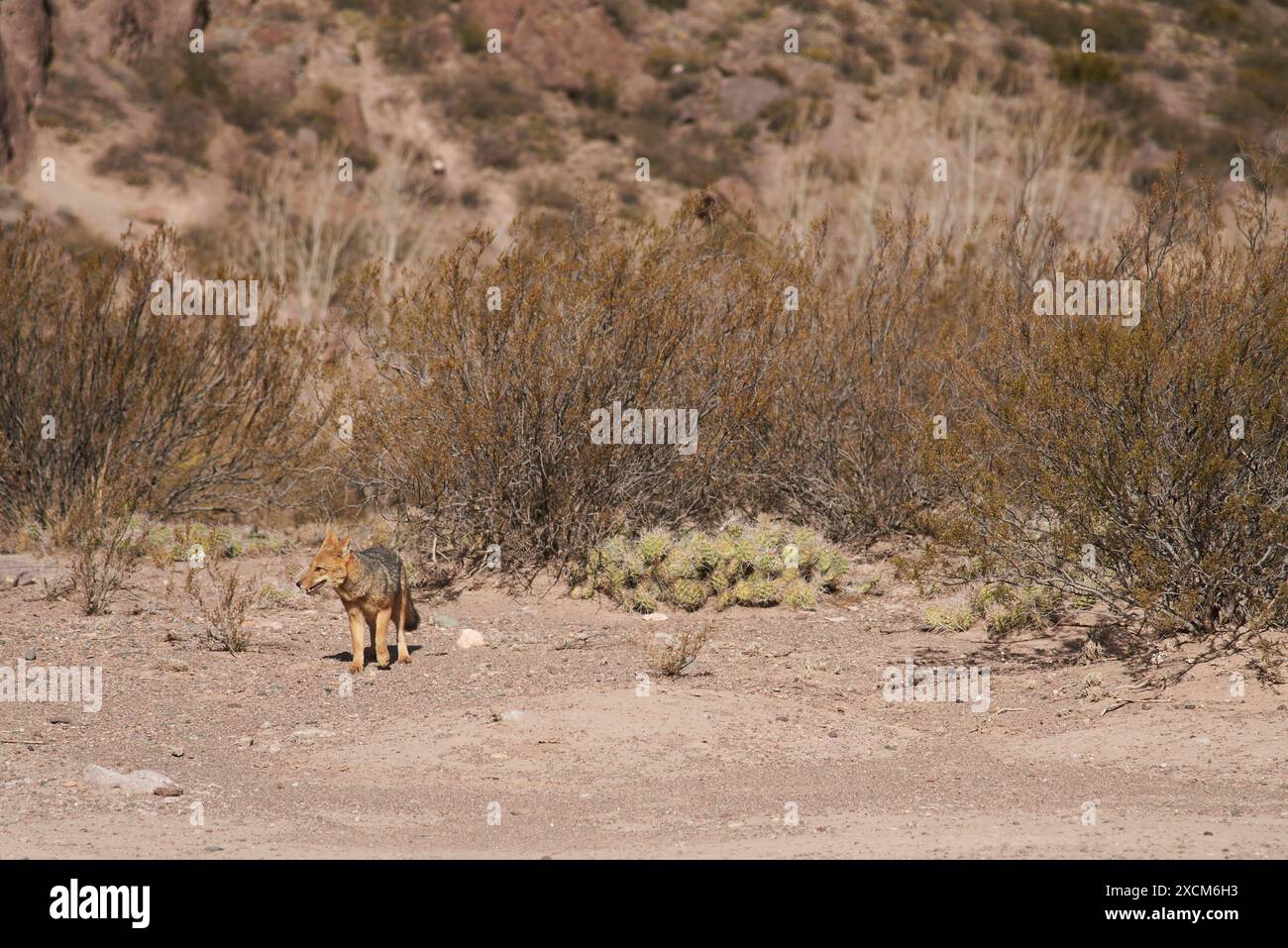 Culpeo, Lycalopex culpaeus, noto anche come volpe rossa, volpe andina o lupo di Paramo, specie di volpe sudamericana, che si aggira a Potrerillos, Mendoza Foto Stock