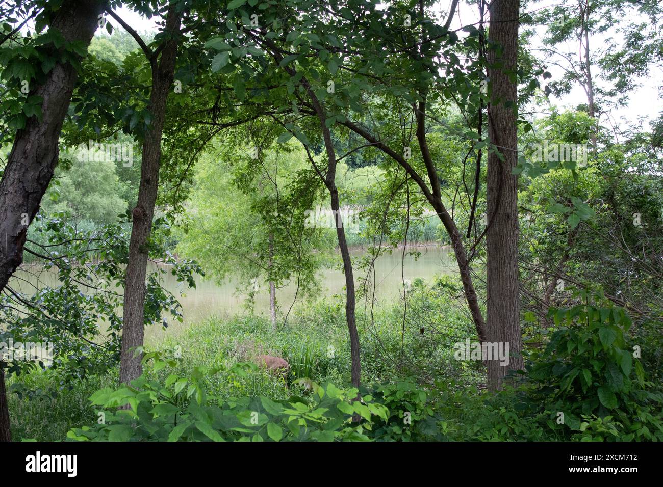 Buck by the Stream Foto Stock