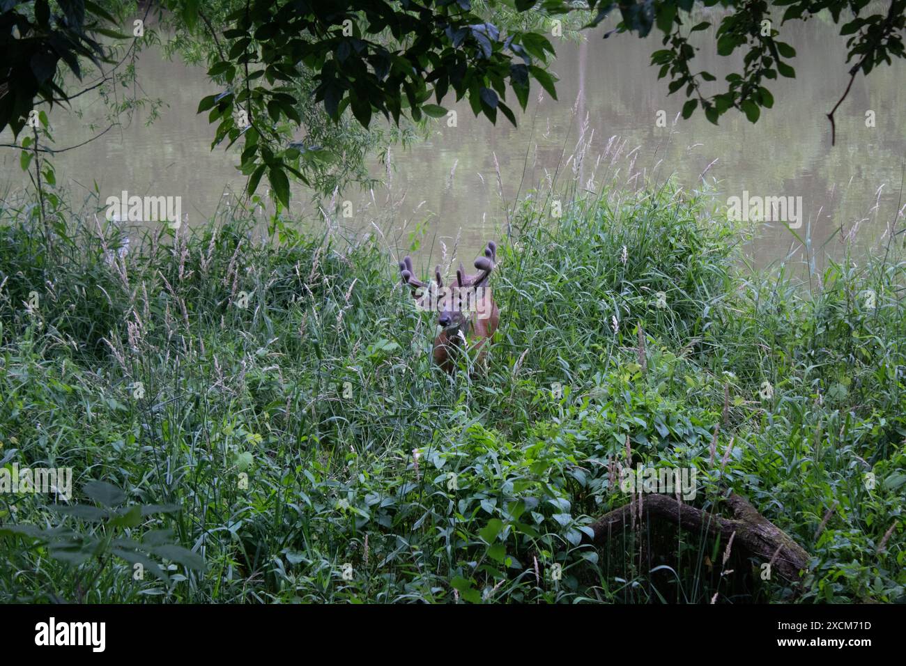 Buck by the Stream Foto Stock