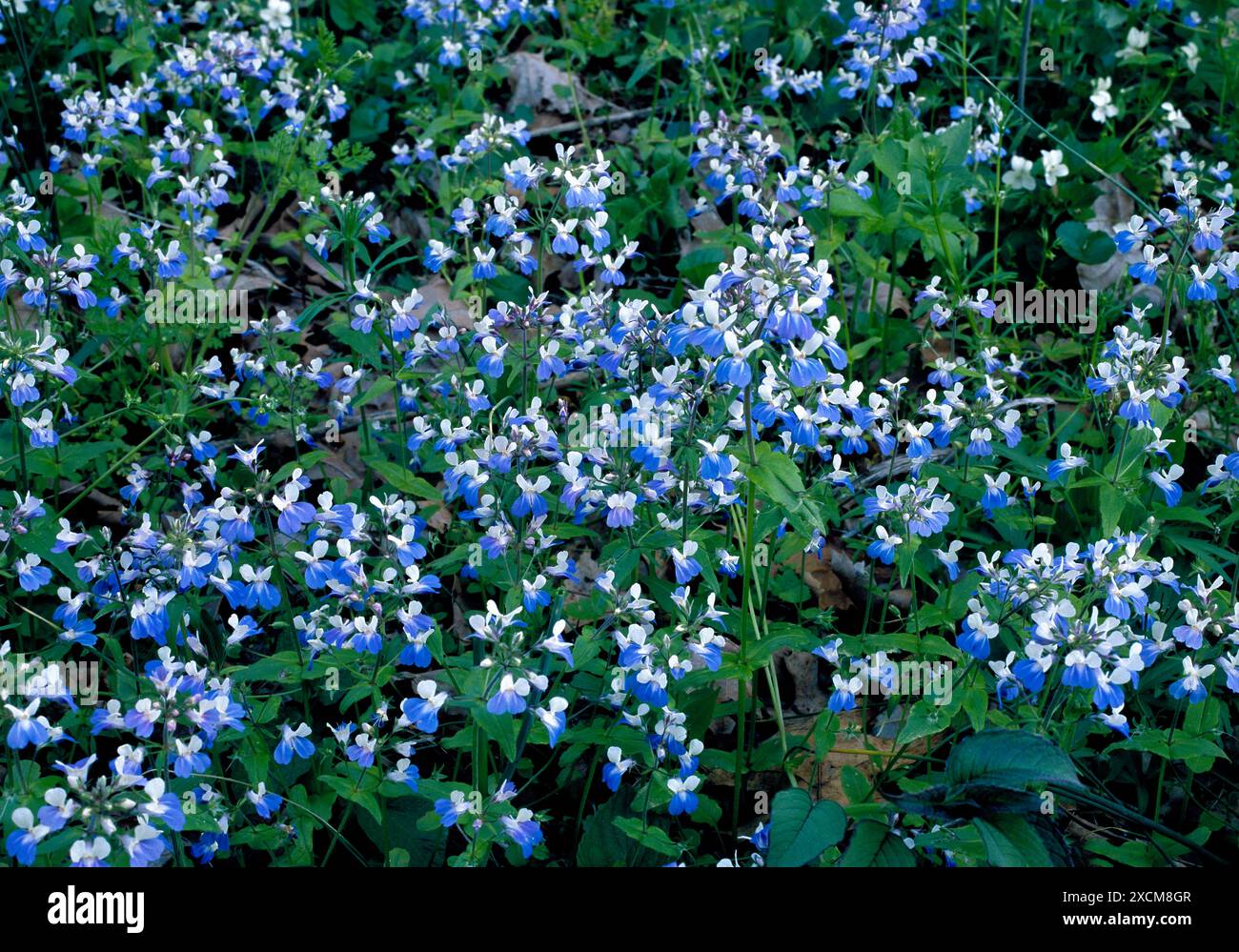 Blue-eyed Mark, Collinisia verna, Washington/Green County, Pennsylvania Foto Stock