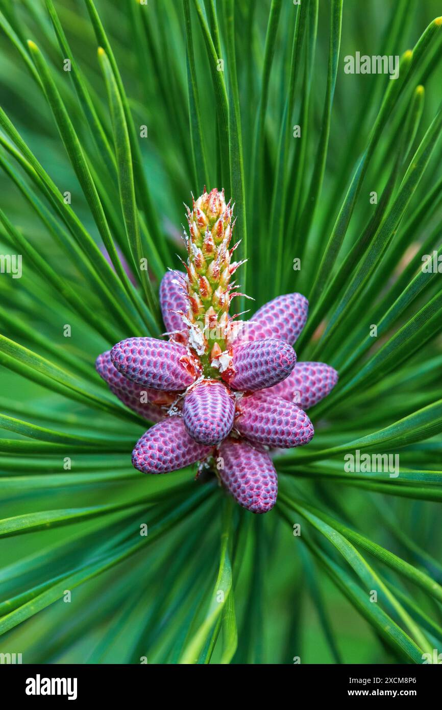 Stamen su Table Mountain Pine Foto Stock