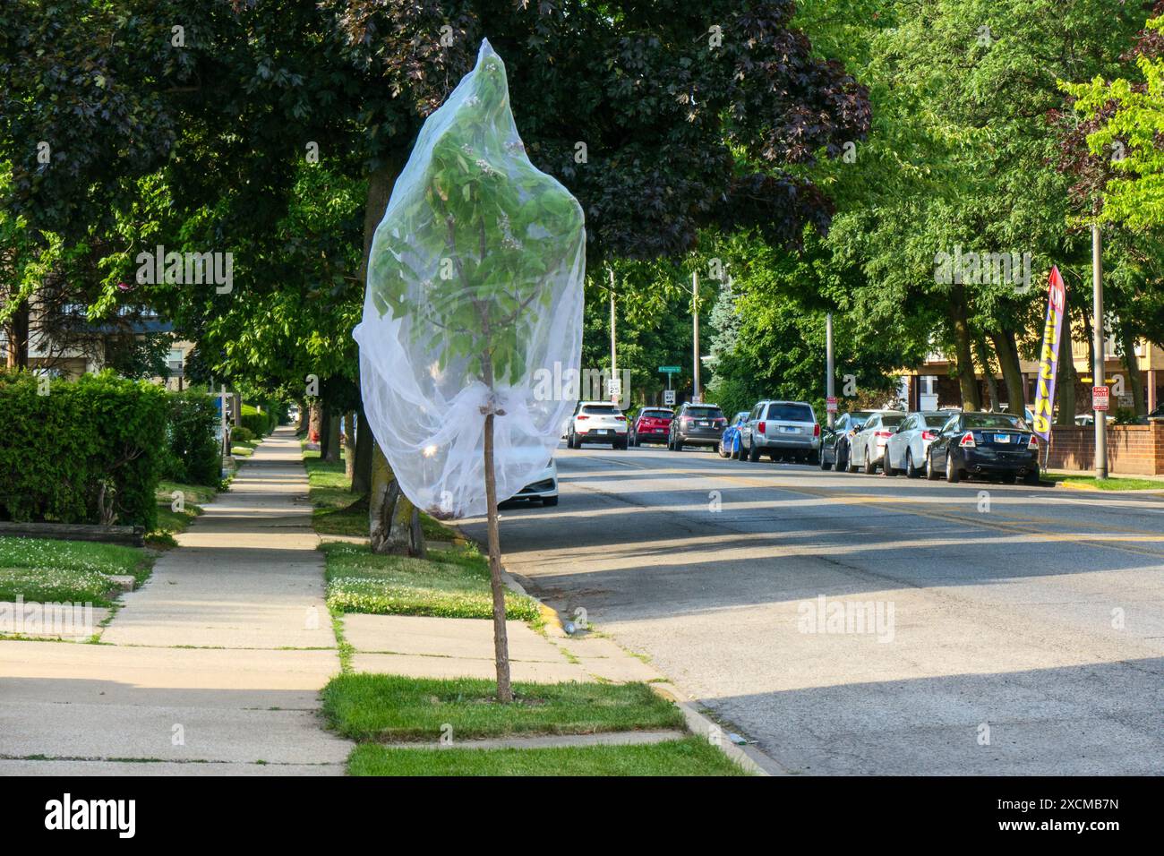 Alberello di Catalpa con copertura a rete per proteggere dalla deposizione delle uova Brook XIII cicale periodica. Forest Park, Illinois, giugno 2024 Foto Stock