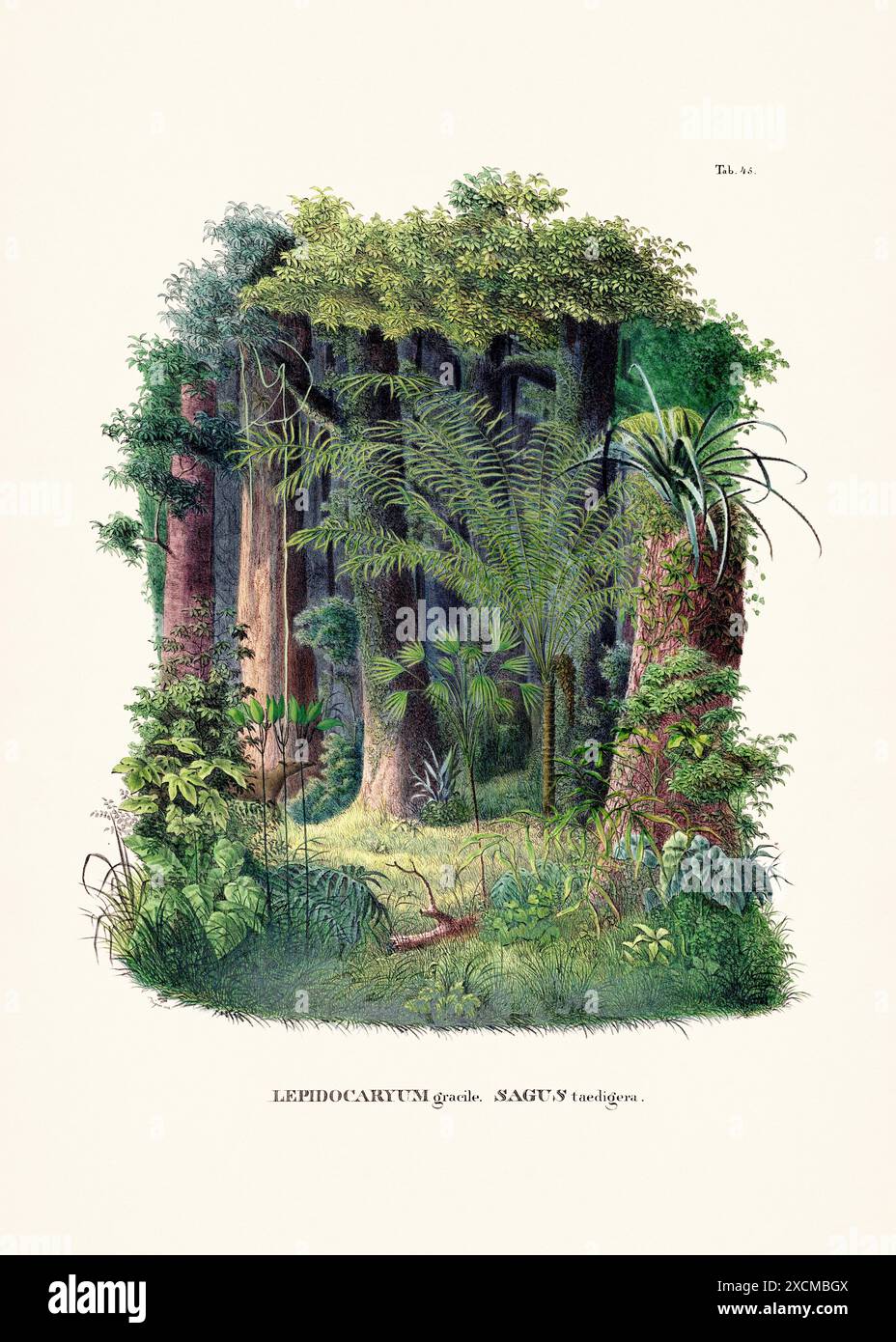 Illustrazione botanica di palme da un libro del XIX secolo, che mostra diverse specie nel loro habitat naturale. Foto Stock