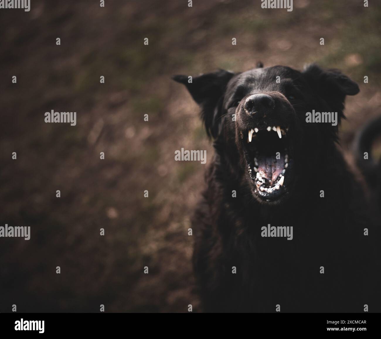 Un grande cane nero con denti affilati abbaia alla fotocamera. Foto Stock