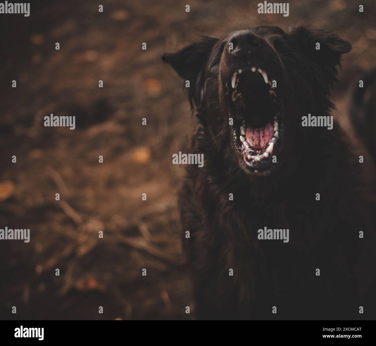 Un grande cane nero con denti affilati abbaia alla fotocamera. Foto Stock
