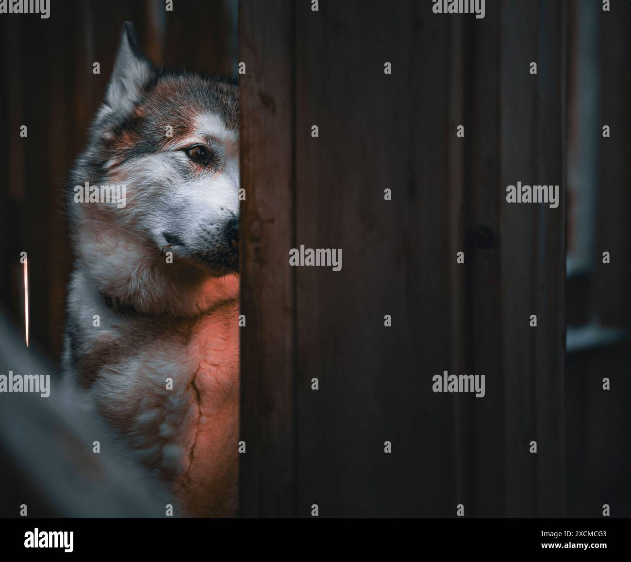 Aspetto cinematografico di un giovane huskey nascosto dietro un muro di legno. Foto Stock