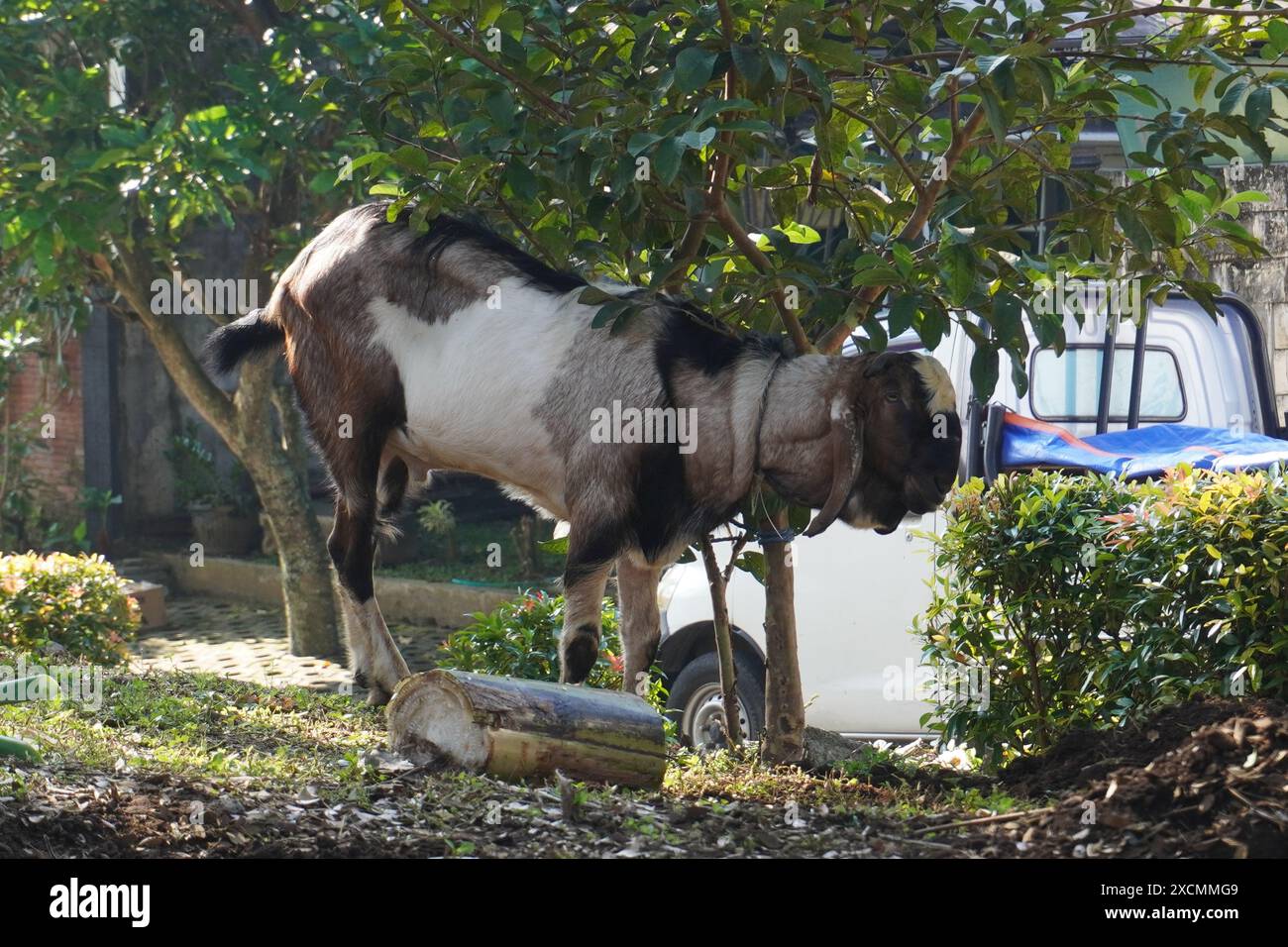 La testa di una capra in attesa che il suo turno venga sacrificato su Eid al-Adha per i musulmani al mattino Foto Stock