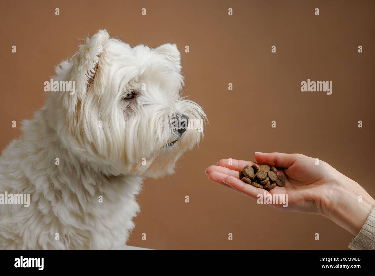 il cane felice lecca in attesa di cibo in bastoncini a forma di osso, concetto di cura degli animali, cibo sano per cani, concetto di cura degli animali Foto Stock
