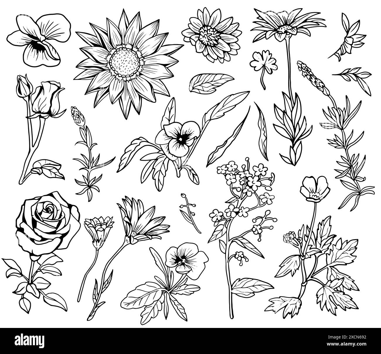 Design set di piante, erbe e fiori disegnati a mano isolati su bianco. Giardino botanico estivo. Illustrazione grafica della linea vettoriale nello stile di schizzo Illustrazione Vettoriale