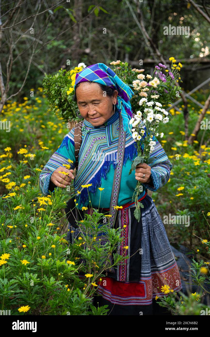 Fiore Hmong donna che raccoglie fiori nel terreno del Palazzo dei Re Hmong (Vau Meo) a Bac ha, provincia di Lao Cai, Vietnam Foto Stock