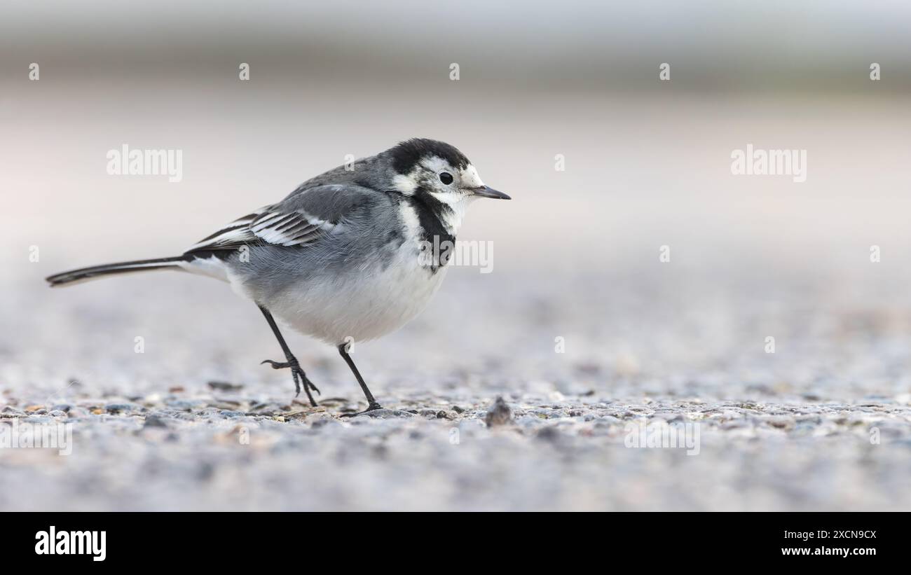 Pied Wagtail [ Motacilla alba ] sul muro del porto a Lyme Regis, Dorset, Regno Unito Foto Stock