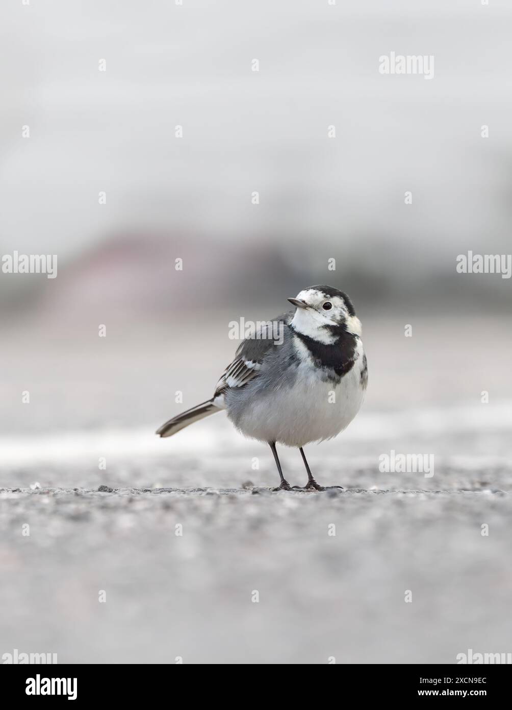 Pied Wagtail [ Motacilla alba ] sul muro del porto a Lyme Regis, Dorset, Regno Unito Foto Stock