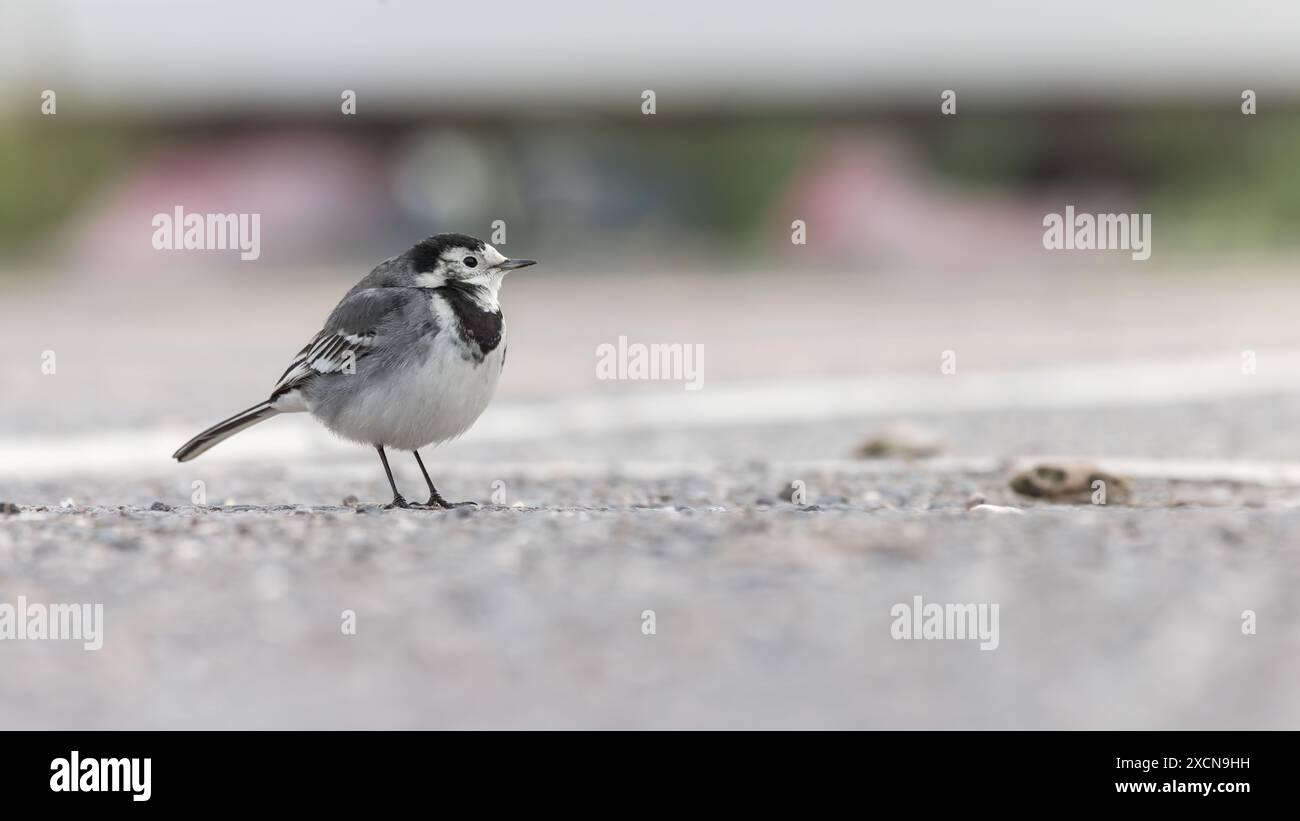 Pied Wagtail [ Motacilla alba ] sul terreno in un parcheggio a Lyme Regis, Dorset, Regno Unito Foto Stock