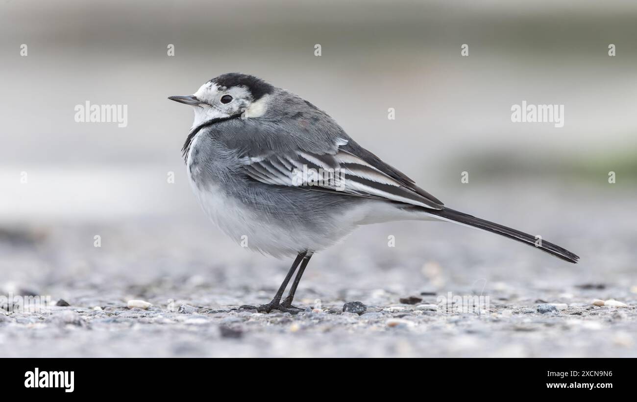 Pied Wagtail [ Motacilla alba ] sul terreno in un parcheggio a Lyme Regis, Dorset, Regno Unito Foto Stock