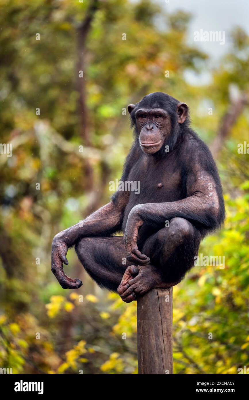 Lo scimpanzé (Pan troglodytes), il campanello seduto rilassato sulla sommità del tronco dell'albero con le mani sulle ginocchia e l'aspetto orgoglioso e pensivo e la posa meditativa, grande scimmia i Foto Stock