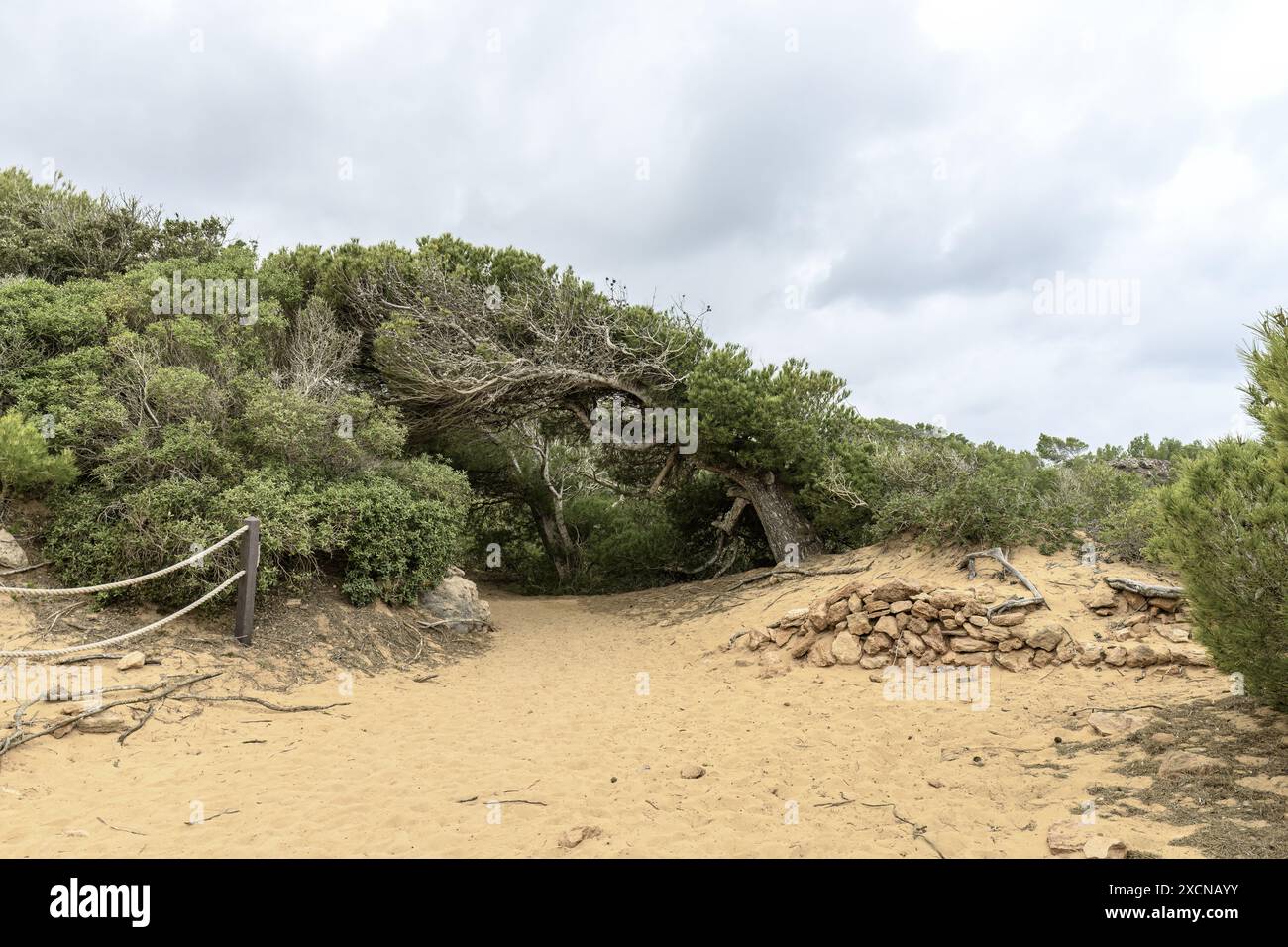 Una vista panoramica di un sentiero sabbioso fiancheggiato da lussureggiante vegetazione verde e terreno roccioso sul Cami de Cavalls a Minorca, Spagna. Foto Stock