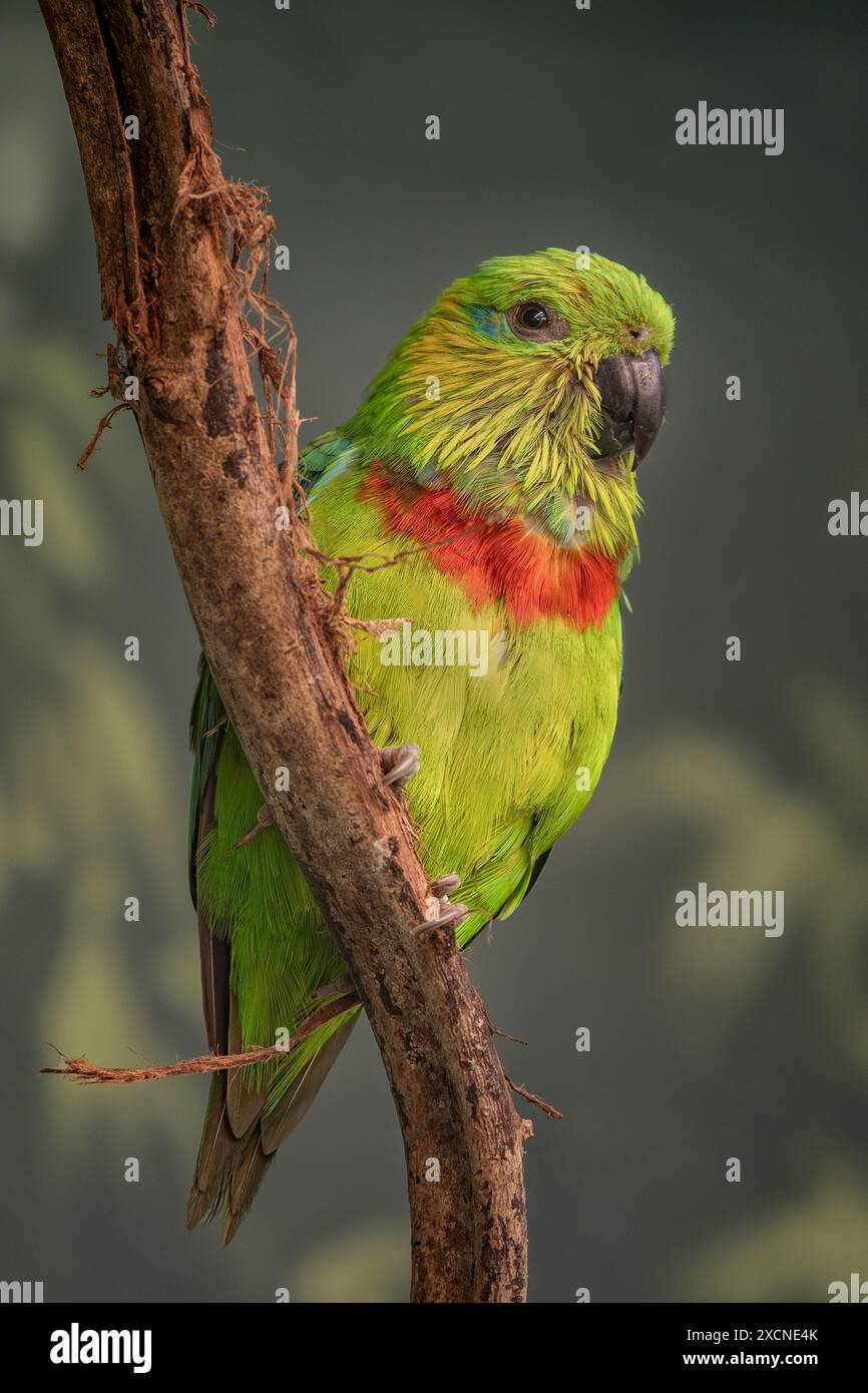 Pappagallo di fichi di Salvadori - Psittaculirostris salvadorii, splendido pappagallo colorato proveniente dalle foreste tropicali di Papua, Indonesia. Foto Stock