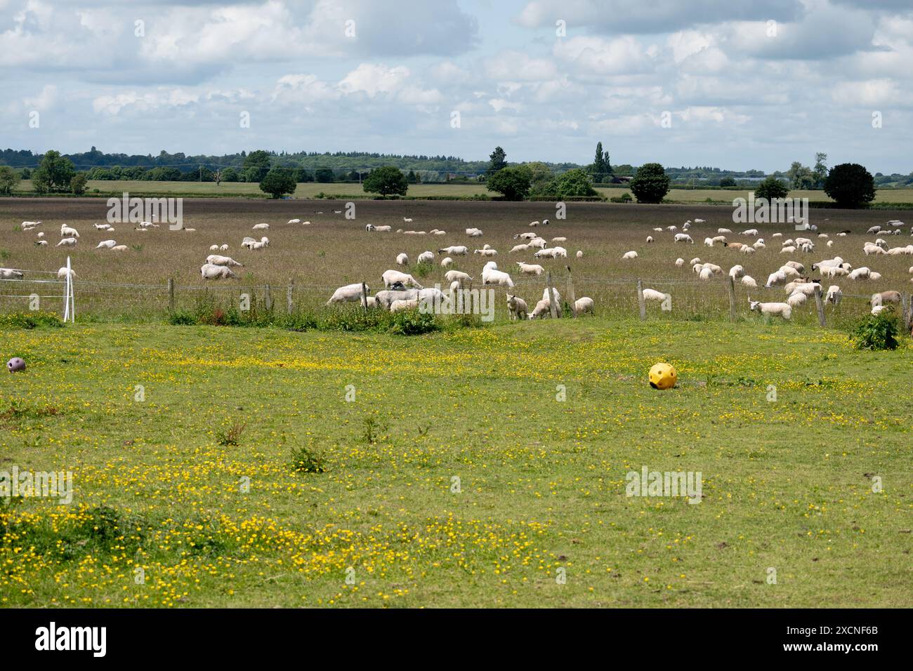 Paesaggio con pecore al villaggio di Chesterton, Warwickshire, Inghilterra, Regno Unito Foto Stock