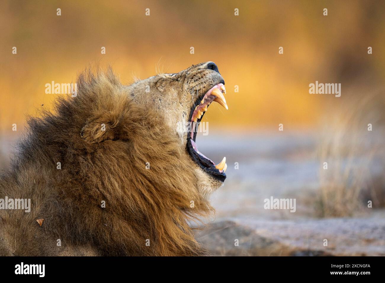 Foto di scorta di un leone maschio adulto (Panthera leo) che sbadiglia, mentre è sdraiato su una roccia di granito Foto Stock
