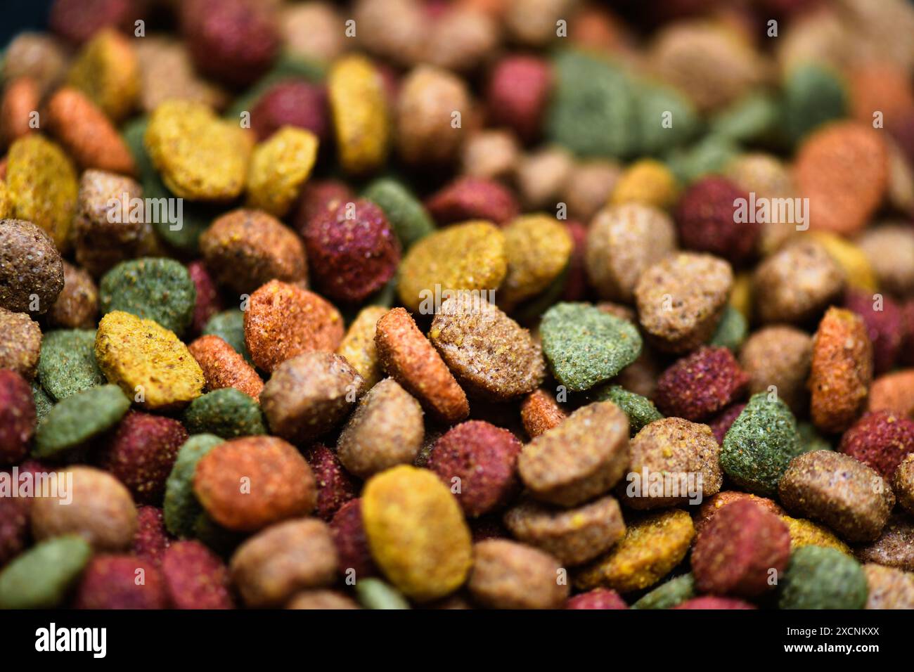 kibble cane multicolore Foto Stock