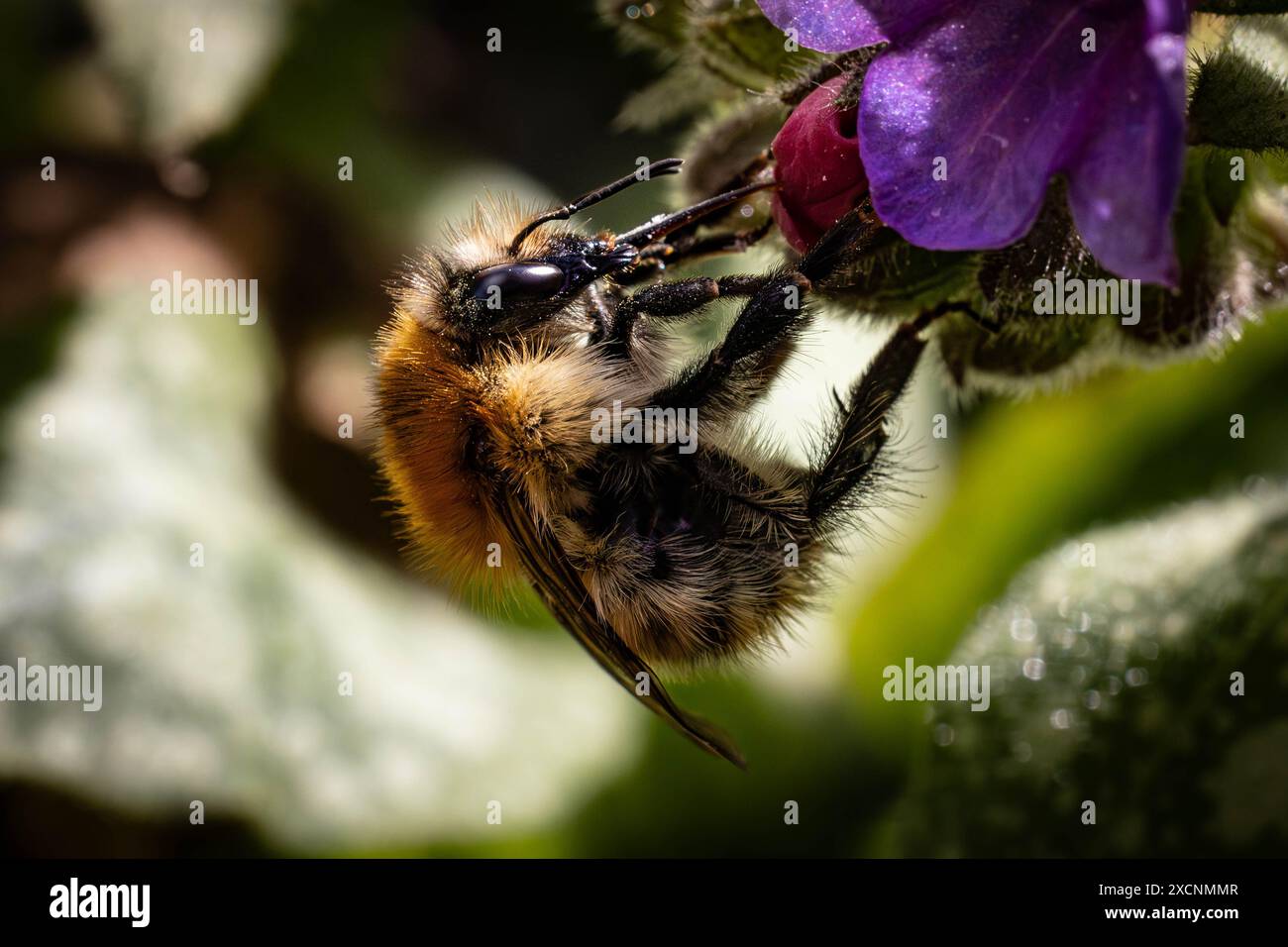 Raccolta di polline su un fiore nel Cambridgeshire Foto Stock
