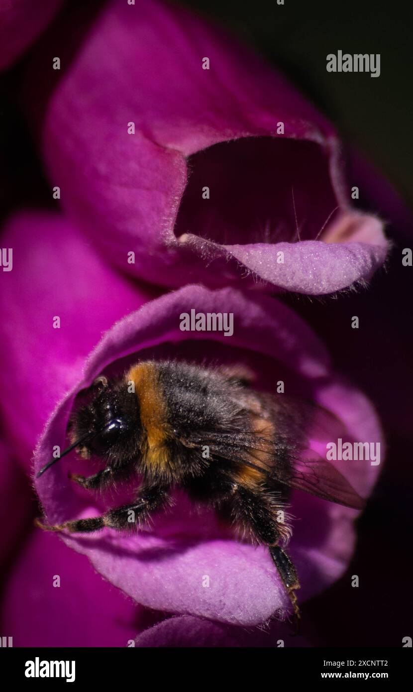 Immagine ravvicinata di un bombo proveniente da un fiore rosa foxglove Foto Stock
