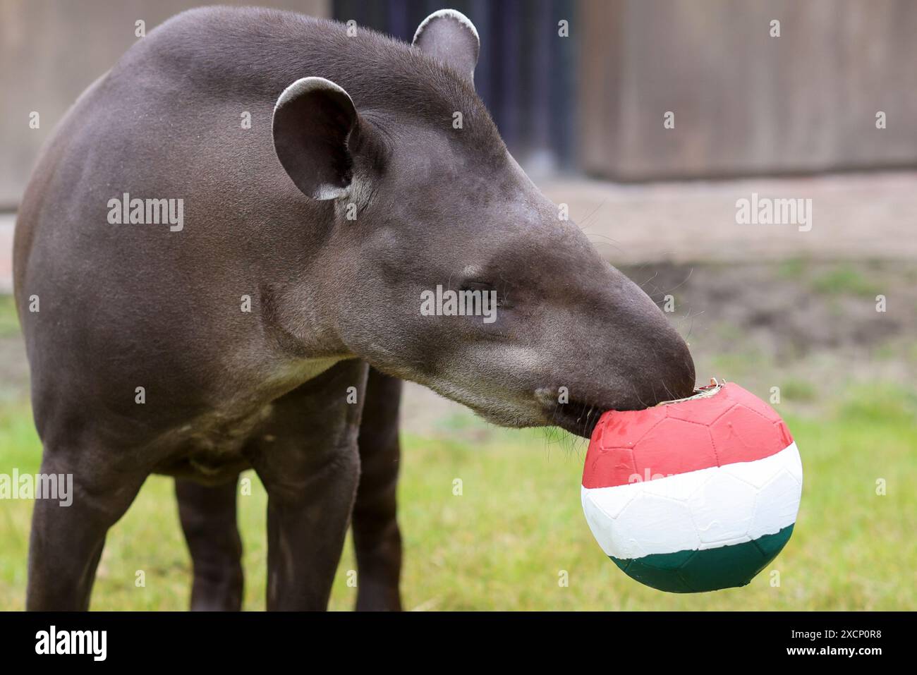 Munster, Germania. 18 giugno 2024, Renania settentrionale-Vestfalia, Münster: Tapir Theo mangia dal pallone con i colori ungheresi all'Allwetterzoo di Münster e scommette sulla vittoria dell'Ungheria nella partita del Campionato europeo tra Germania e Ungheria. Foto: Christoph Reichwein/dpa credito: dpa Picture Alliance/Alamy Live News Foto Stock