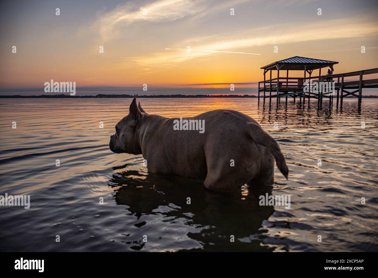 Guado di cane toro francese Foto Stock