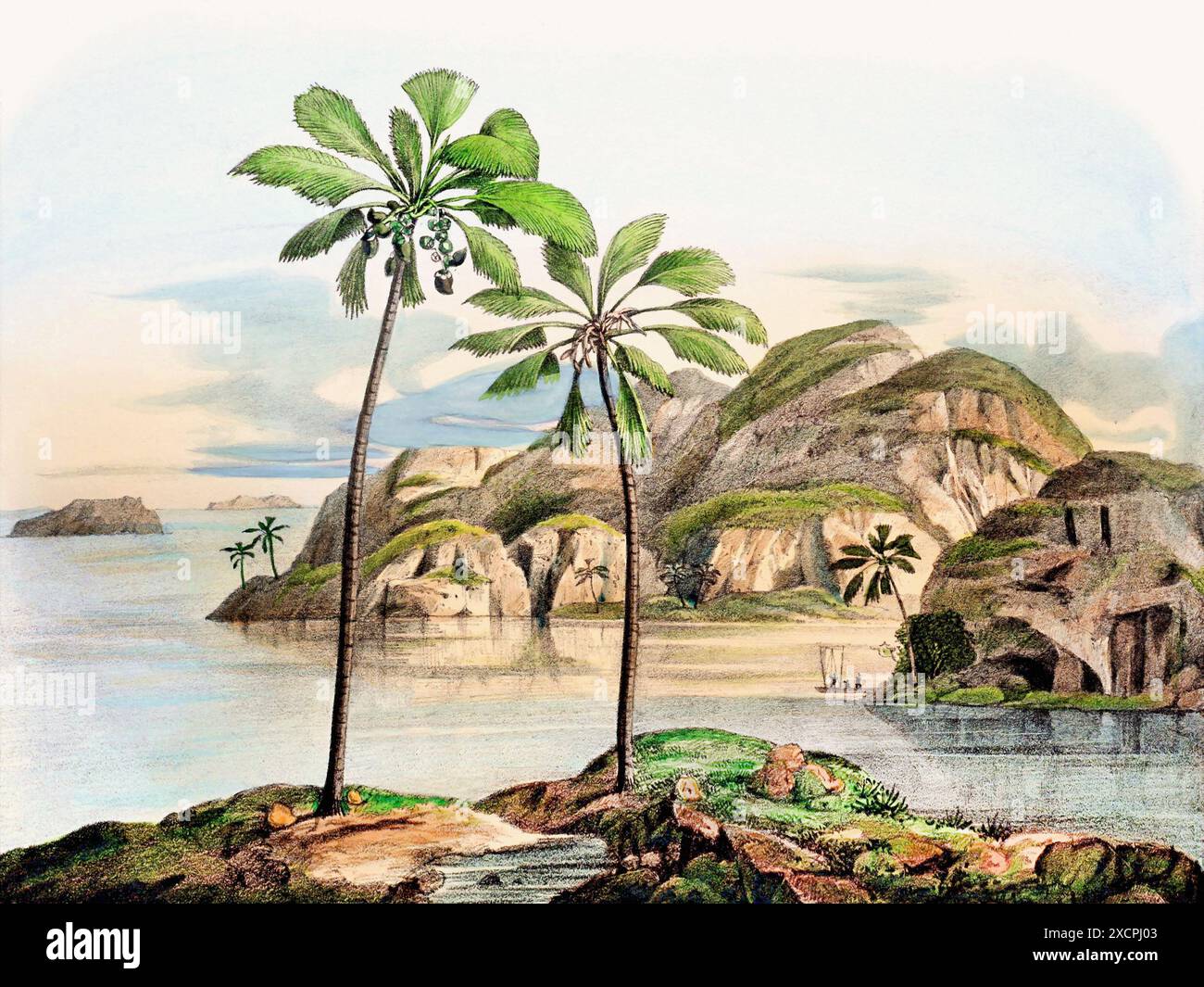 Bellissimo paesaggio delle palme: Illustrazione di palme botaniche nel loro habitat naturale. Foto Stock