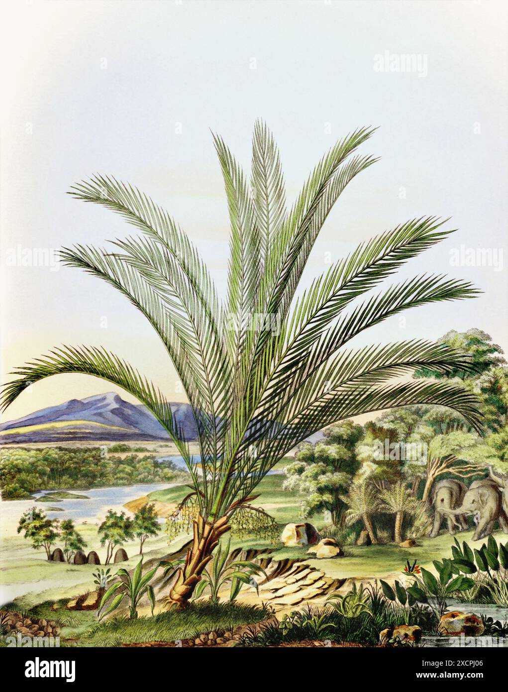 Bellissimo paesaggio delle palme: Illustrazione di palme botaniche nel loro habitat naturale. Foto Stock