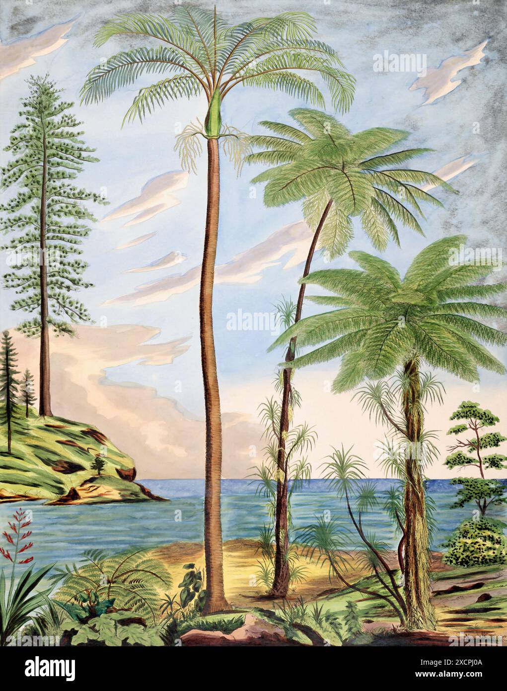 Bellissimo paesaggio delle palme: Illustrazione di palme botaniche nel loro habitat naturale. Foto Stock