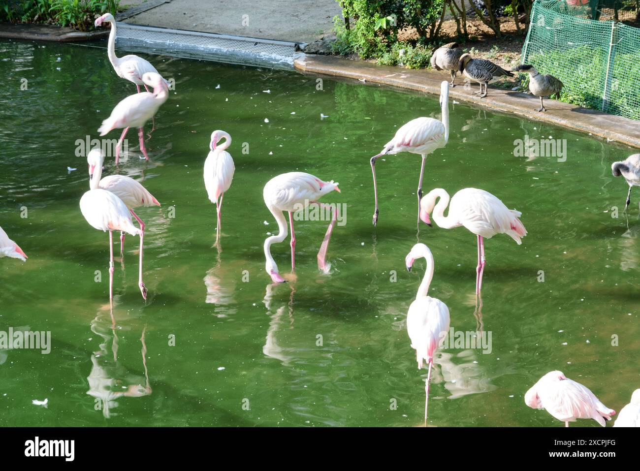 Splendidi fenicotteri sul Lago degli uccelli al Parco Kowloon di Hong Kong. Paesaggio urbano fantastico. Hong Kong è una popolare destinazione turistica dell'Asia. Foto Stock