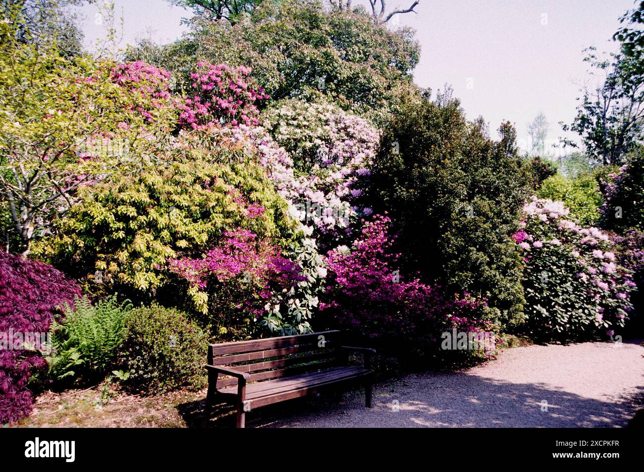 Giardino Trewithen, vicino a Probus, Cornovaglia. Foto Stock